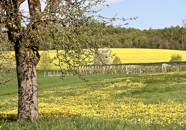 Wiese mit Löwenzahn und Rapsfeld