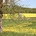 Wiese mit Löwenzahn und Rapsfeld