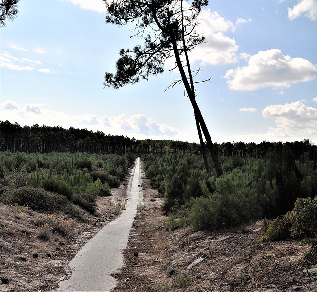 Cycling from Bordeaux Vineyards to the Atlantic Coast/ Cycle path through the woods