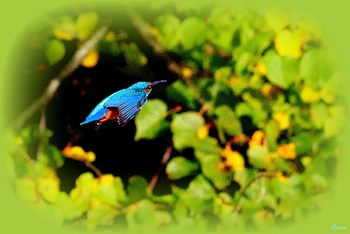 Kingfisher 2