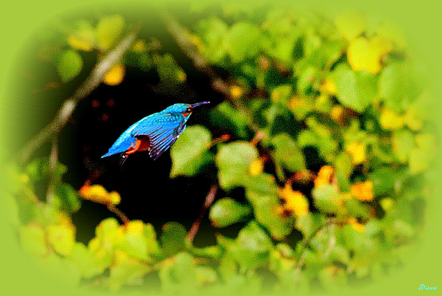 Kingfisher 2