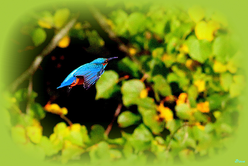 Kingfisher 2