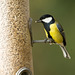 Great tit