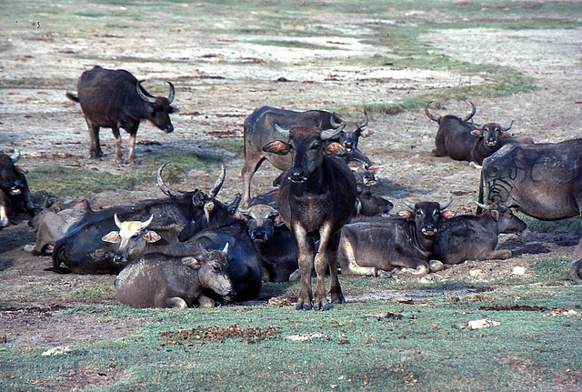 Im Yala Nationalpark auf Sri Lanka