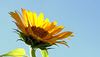 Coup de soleil