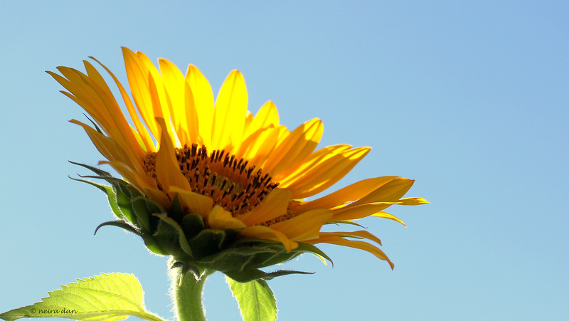 Coup de soleil