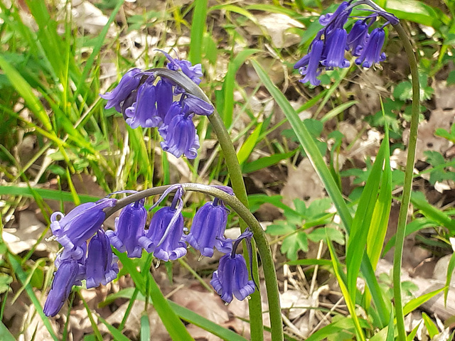 Bluebells