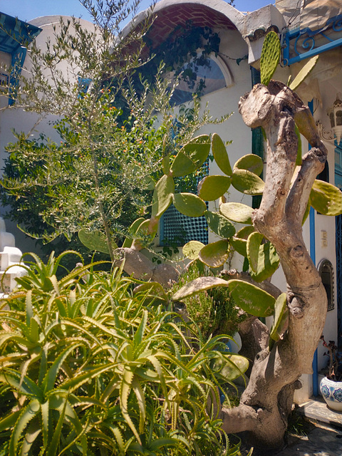 Sidi Bou Said