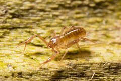 IMG 9296 Pseudoscorpion