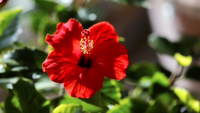 Hibiscus