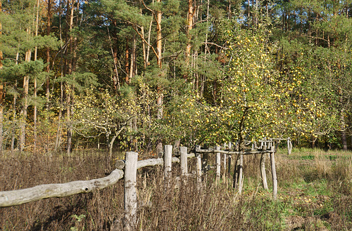 vernachlässigte Obstwiese