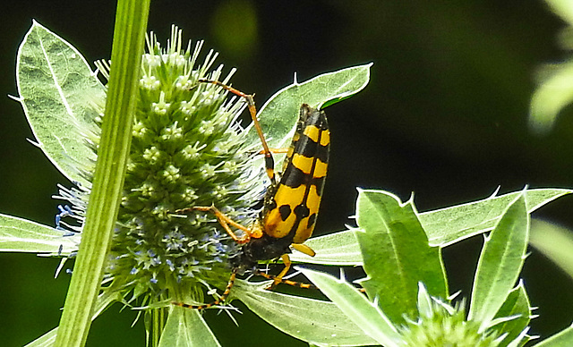 20230719 2404CPw [D~LIP] Flachblättriger Mannstreu (Eryngium planum), Gefleckter Schmalbock (Strangalia maculata), Bad Salzuflen