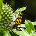 20230719 2404CPw [D~LIP] Flachblättriger Mannstreu (Eryngium planum), Gefleckter Schmalbock (Strangalia maculata), Bad Salzuflen