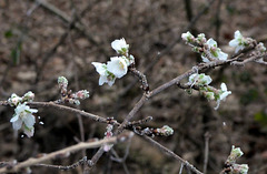 Frostige Winterkirschblüten