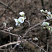 Frostige Winterkirschblüten