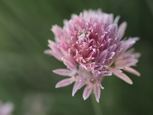 erba cipollina in fiore