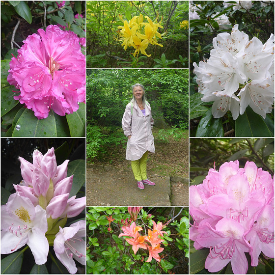 Rhododendrenblüten mit Monika