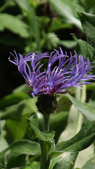 A lovely blue cornflower