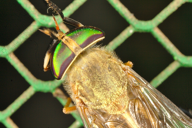 IMG 96703-1flycloseup