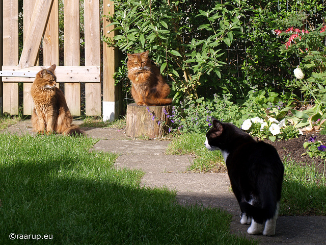 Rags, Caithlin and Snow White together