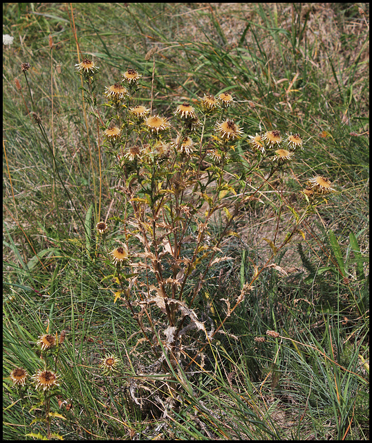 Carlina vulgaris (3)