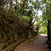 Levada bei Ribeiro Frio (© Buelipix)