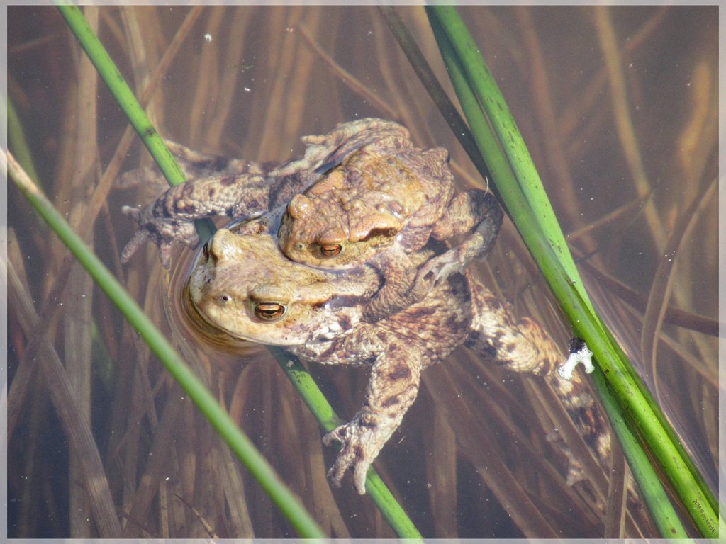 Erdkröten (Bufo bufo) bei der Paarung [PiP]