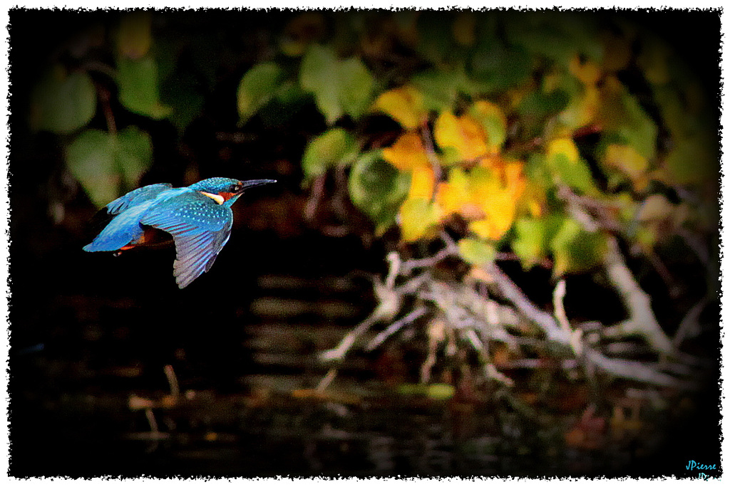Kingfisher 3