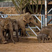 Elephant herd,Chester zoo