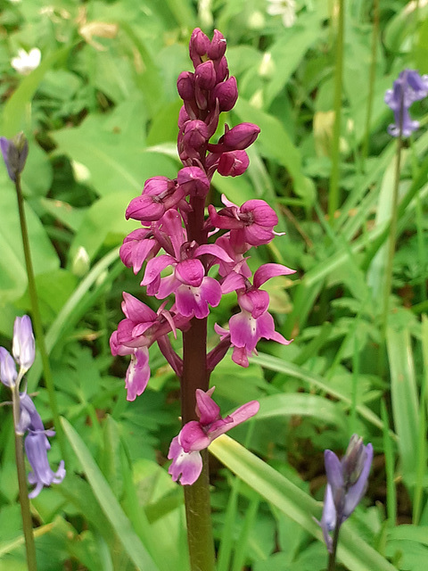 Early Purple Orchid