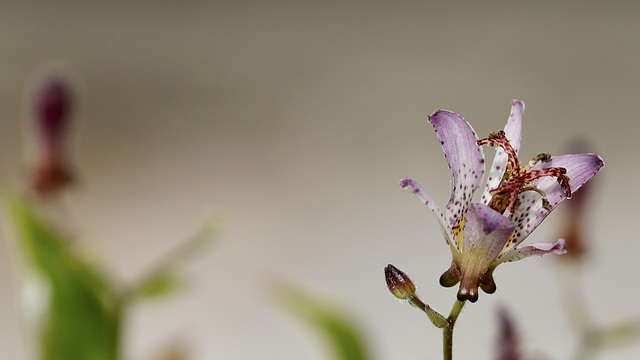 Tricyrtis, un lis fascinant