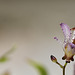 Tricyrtis, un lis fascinant