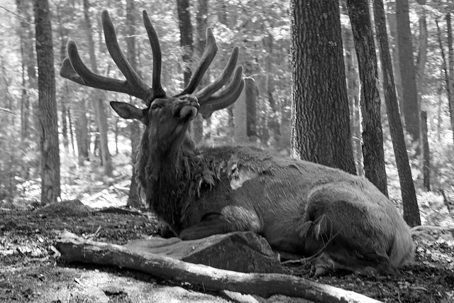 Resting elk (Explored)