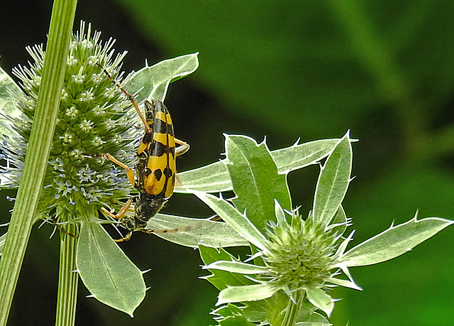 20230719 2405CPw [D~LIP] Flachblättriger Mannstreu (Eryngium planum), Gefleckter Schmalbock (Strangalia maculata), Bad Salzuflen