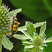 20230719 2405CPw [D~LIP] Flachblättriger Mannstreu (Eryngium planum), Gefleckter Schmalbock (Strangalia maculata), Bad Salzuflen