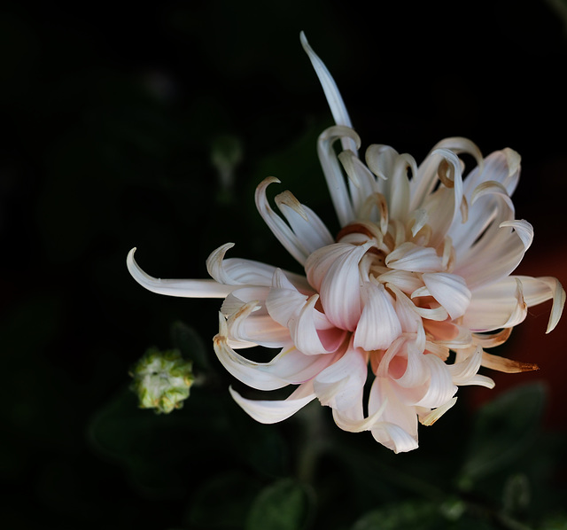 crisantemo spiritato crisantemo spiritato