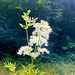 Filipendula ulmária