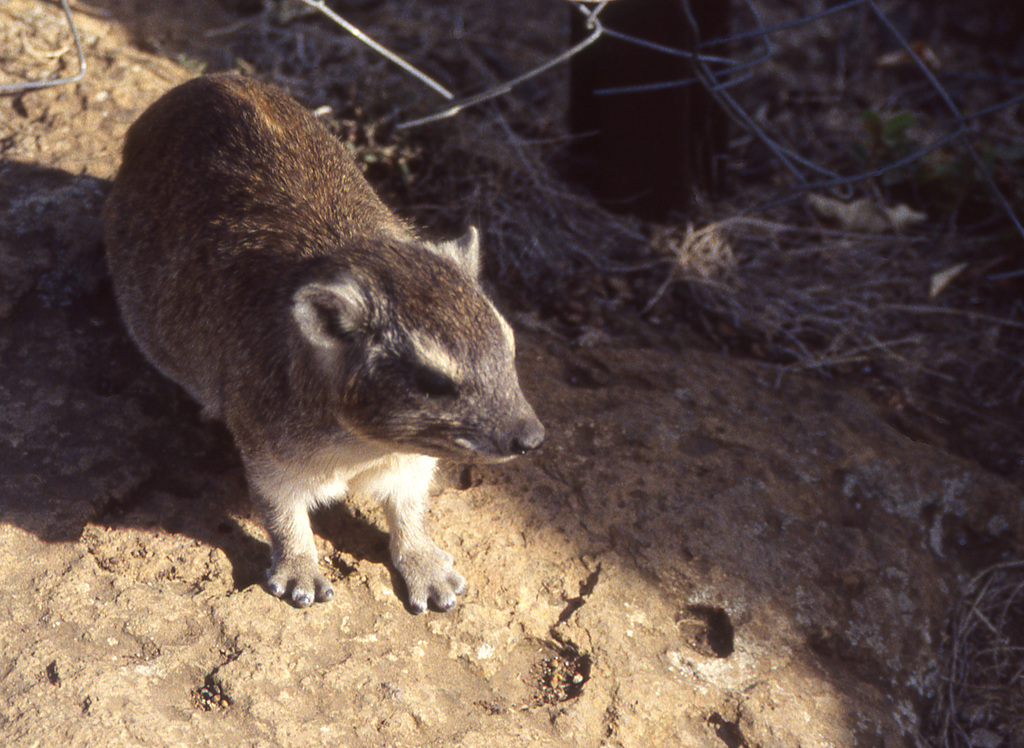 Rock Hyrax
