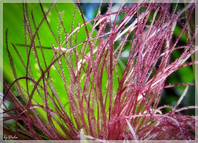 Like Maize in the sunshine (◕‿-)