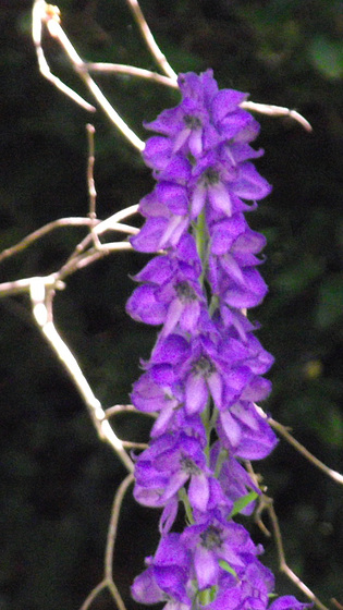 My super purple campanula