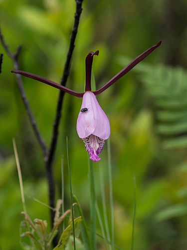 Cleistesiopsis divaricata (Large Rosebud orchid)