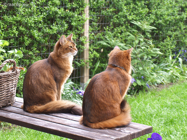 Rags and Caithlin in the garden