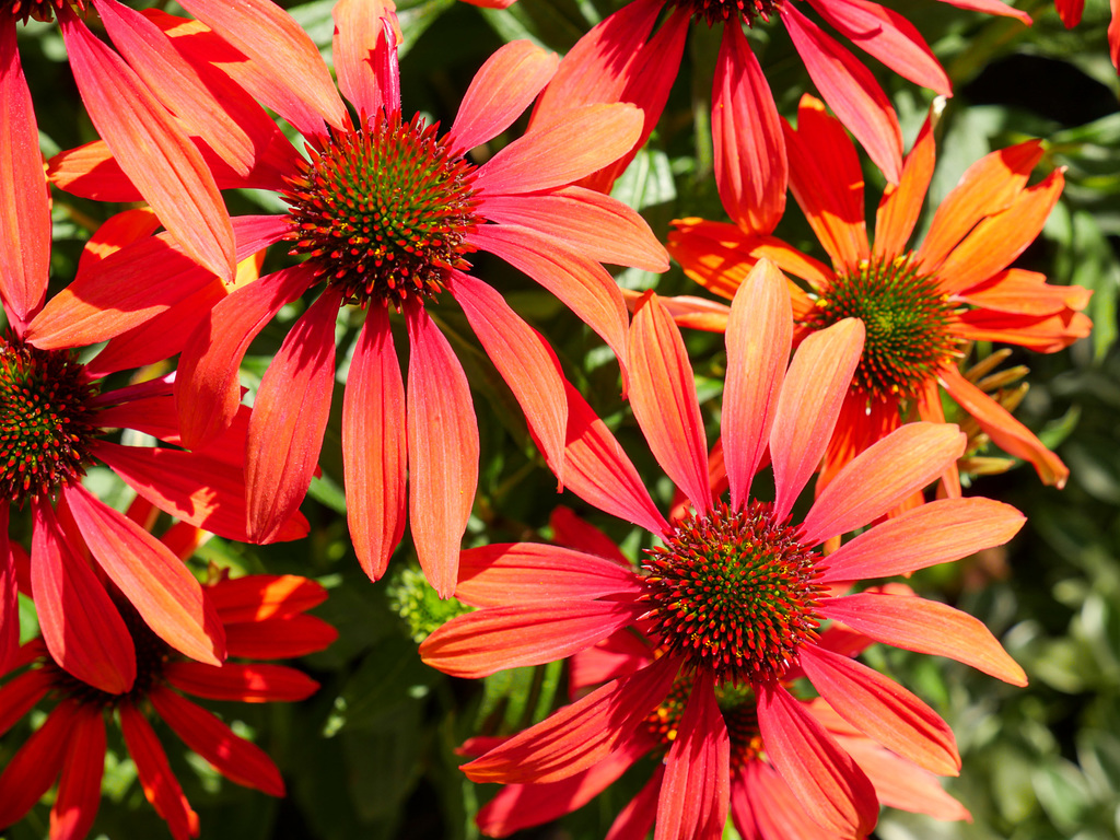 The Butchart Gardens