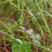 Malaxis porphyrea (Purple Malaxis orchid)