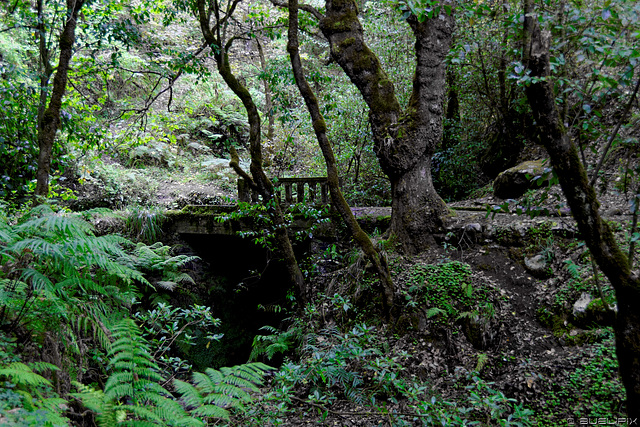 unterwegs im Parque Natural do Ribeiro Frio (© Buelipix)