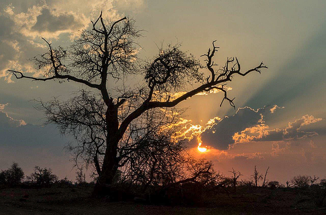 Coucher de soleil sur végétation désertique