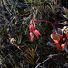 Venezuela, Heliamphora drooping (Heliamphora nutans) - insectivorous plant