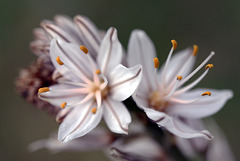 Asphodelus ramosus, Abrótea-de-primavera