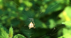 Orbweb Web