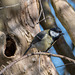 Great tit56